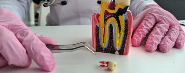 Anatomy of human teeth dentist and oral care - obrazy, fototapety, plakaty