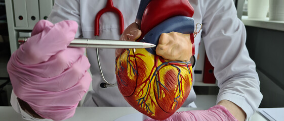 Female cardiologist doctor with stethoscope holds model of human heart in hands and explains its...
