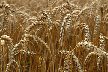 Ripe ears of wheat close up. Selective focus.