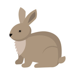 Rabbit or hare cartoon bunny pet. Animal icon and farm breed easter. Rodent isolated white vector illustration and adorable furry animal. Drawing wildlife and zoo rabbit sign fauna