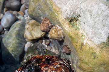 Edible sea water molluscs Patella caerulea, species of limpet in family Patellidae