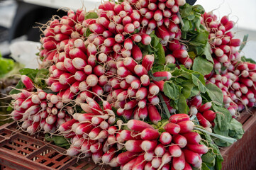 Fresh colorful radish vegetables for sale on french farmers market