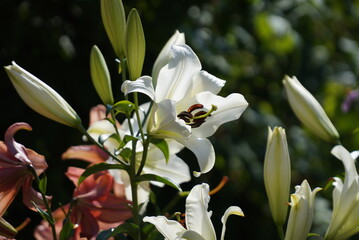 White lily in the garden, close-up