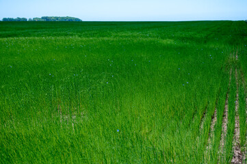 Green fields of flax linen plants in agricultural Pays de Caux, Normandy, France