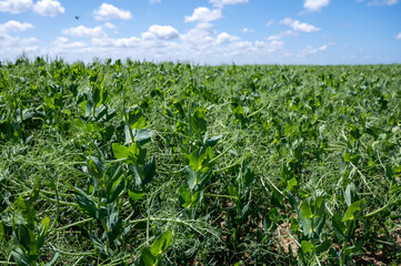 Argiculture in Pays de Caux, fields with green peas plants, Normandy, France