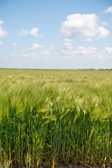 European grains, green fields of wheat plants in Pays de Caux, Normandy, France