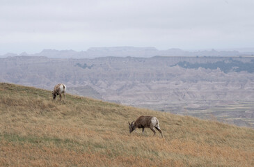 Naklejka na ściany i meble Longhorn sheep grazing in the Badlands