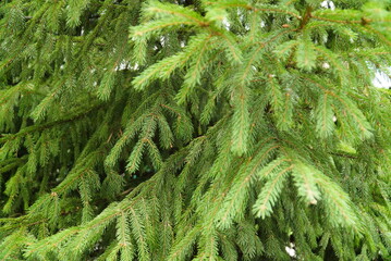 Spruce branch. Beautiful branch of spruce with needles. Christmas tree in nature. Green spruce.