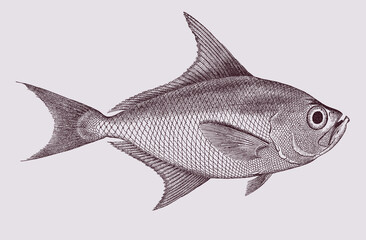 Big-scale pomfret taractichthys longipinnis, marine fish in side view