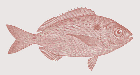 Blackspot seabream pagellus bogaraveo, marine fish in side view