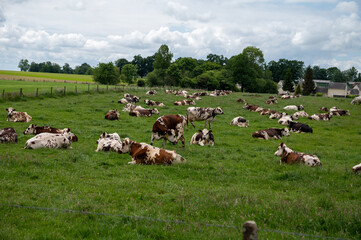 Obraz premium Herd of cows resting on green grass pasture, milk and cheese production in Normandy, France