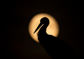 White stork silhouette on the full moon © Kozma