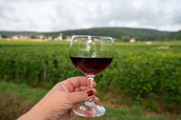 Tasting of red dry pinot noir wine in glass on premier and grand cru vineyards in Burgundy wine making region near Vosne-Romanée village, France