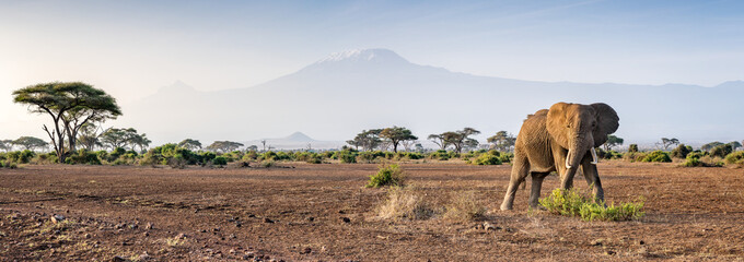 Elephant standing in front of Mount Kilimanjaro, Amboseli National Park, Kenya, Africa
