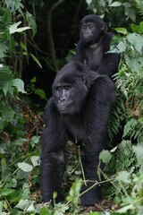 Vertical shot of a mother gorilla with her baby on the back in a forest © Terrypckrd/Wirestock Creators