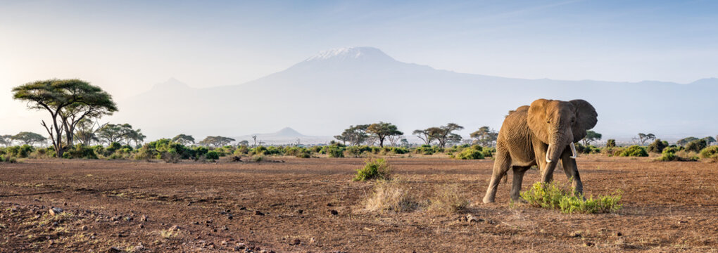 Fototapeta Elephant standing in front of Mount Kilimanjaro, Amboseli National Park, Kenya, Africa