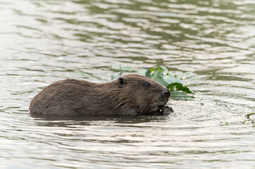 Beaver with his activities on the Mures River in Romania