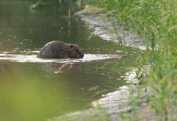 Beaver with his activities on the Mures River in Romania