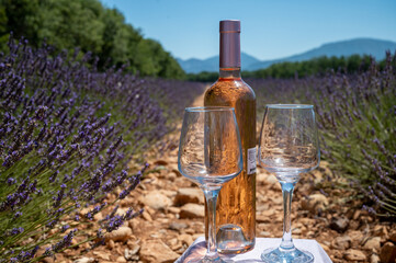 Lavender flowers fields in blossom near Valensole in Provence and glass and bottle of rose wine in sunny day, summer vacation in Provence, France