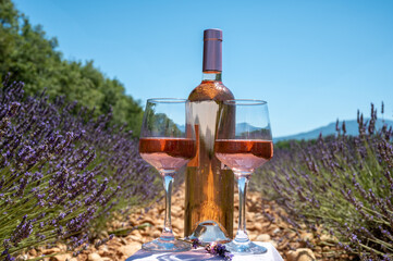 Lavender flowers fields in blossom near Valensole in Provence and glass and bottle of rose wine in...