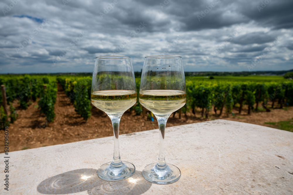 Wall mural Tasting of white dry wine made from Chardonnay grapes on grand cru classe vineyards near Puligny-Montrachet village, Burgundy, France