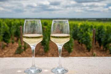 Tasting of white dry wine made from Chardonnay grapes on grand cru classe vineyards near Puligny-Montrachet village, Burgundy, France