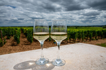 Tasting of white dry wine made from Chardonnay grapes on grand cru classe vineyards near Puligny-Montrachet village, Burgundy, France
