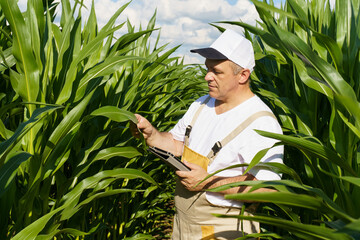 A farmer inspects a field with growing corn, writes data to a tablet.