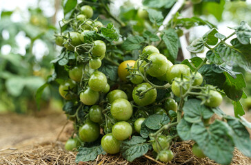 Beautiful green cherry tomatoes grown in the garden.
