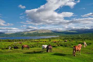 Fototapeta na wymiar Horses grazing in the pasture, Litlefjellet village, Central Norway