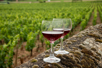 Tasting of red dry pinot noir wine in glass on premier and grand cru vineyards in Burgundy wine making region, France