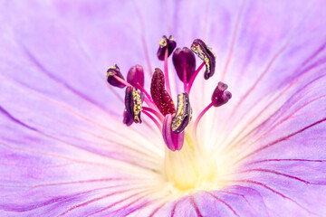 Close up on geranium flower seed