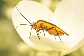 Colorful plant bug resting on an hydrangea white flower