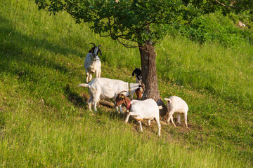 Obraz premium White goats graze on the hillside in the pasture.