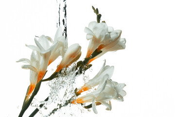 Fototapeta na wymiar Color photo with white magnolia flowers and splashes, drops of water on a white isolated background.