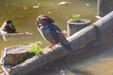Aix galericulata Mandarin duck - nice colored duck on the pond.