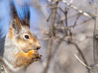 The squirrel with nut sits on tree in the winter or late autumn. Portrait of the squirrel close-up
