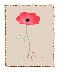 Poppy flower Watercolor design element Vector illustration Isolated on vintage frame