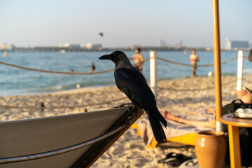 Black raven on the seashore
