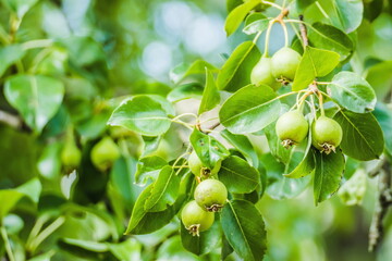 Unripe green apples, Orchard. Young apple tree. Ripe fruit harvest. Green apples on a branch between leaves