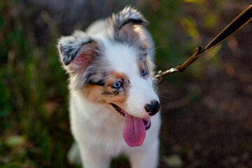 Cute Australian Shepherd puppy. A pet walks in the park outdoors. Aussie dog with blue eyes