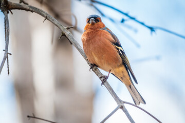 Common chaffinch, Fringilla coelebs, sits on a tree. Common chaffinch in wildlife.
