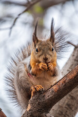 The squirrel with nut sits on a branches in the spring or summer.