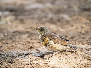 A fieldfare chick, Turdus pilaris, has left the nest and sitting on the spring lawn. A fieldfare chick sits on the ground and waits for food from its parents.