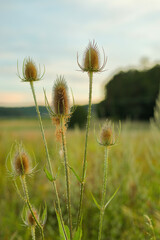 close up of a wild teasel in the field