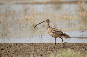 Long billed curlew up close and isolated in its marshland setting 