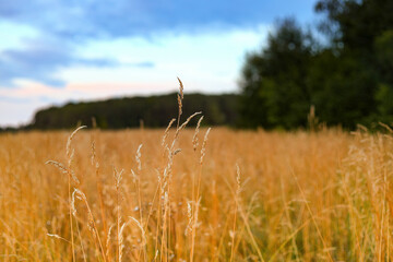 Obraz premium grain field in front of a forest