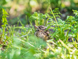 A Redwing chick, Turdus iliacus,, has left the nest and sitting on the spring lawn. A Redwing chick, a bird in the thrush family, sits on the ground and waits for food from its parents.