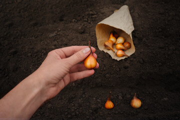 A woman's hand holds tulip bulbs for planting in the ground
