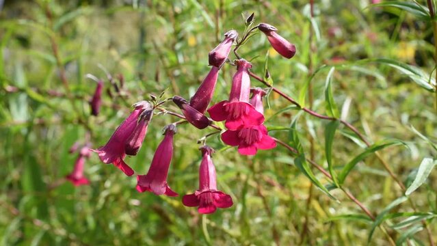 Natural background with pink flowers of beardtongues swinging in the wind